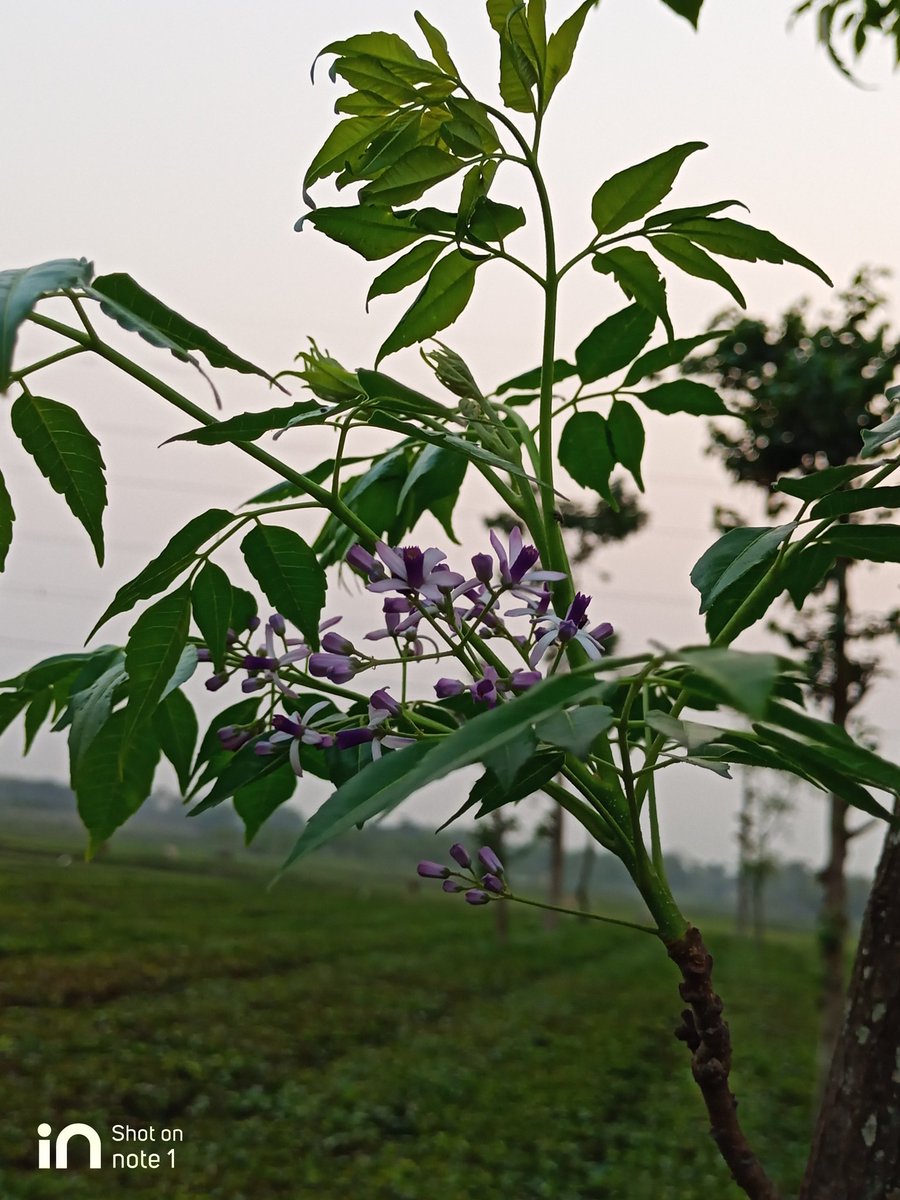 Gauravs98523535's tweet image. #MicromaxInnote1 
#Innote1
#Clickincrew
@Micromax__India 
#Smartphonephotography
#Photograph 
#NaturePhotography 

Shot on Micromax In Note 1