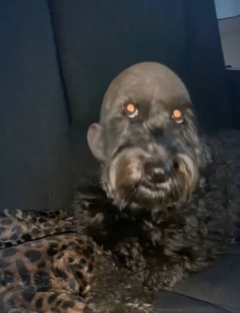 Atlantic Roth on Twitter "Human ears btw^^…