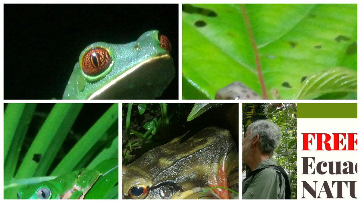 Jarol01952523's tweet photo. Ecuador Free Nature Walks🌈
.
Check some cool frogs from our last Ecuador Free Trips.
.
We went out for frogs and snakes, we went Herping.
.
Join next free trip to learn about Nature.
.
#Ecuador #Ecuador #Herping  #FreeNatureToursEc #Ecuador #FreeToursEc
#Conservation #Nature https://t.co/d0gI86z3v2