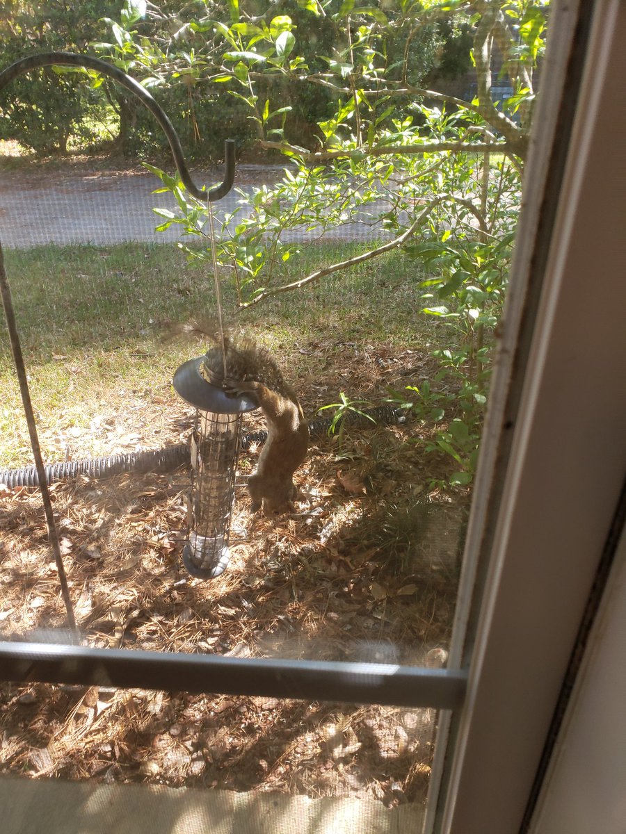 RynoTheBearded's tweet photo. #squirrelproof my ass. https://t.co/o0ErBtx9tk