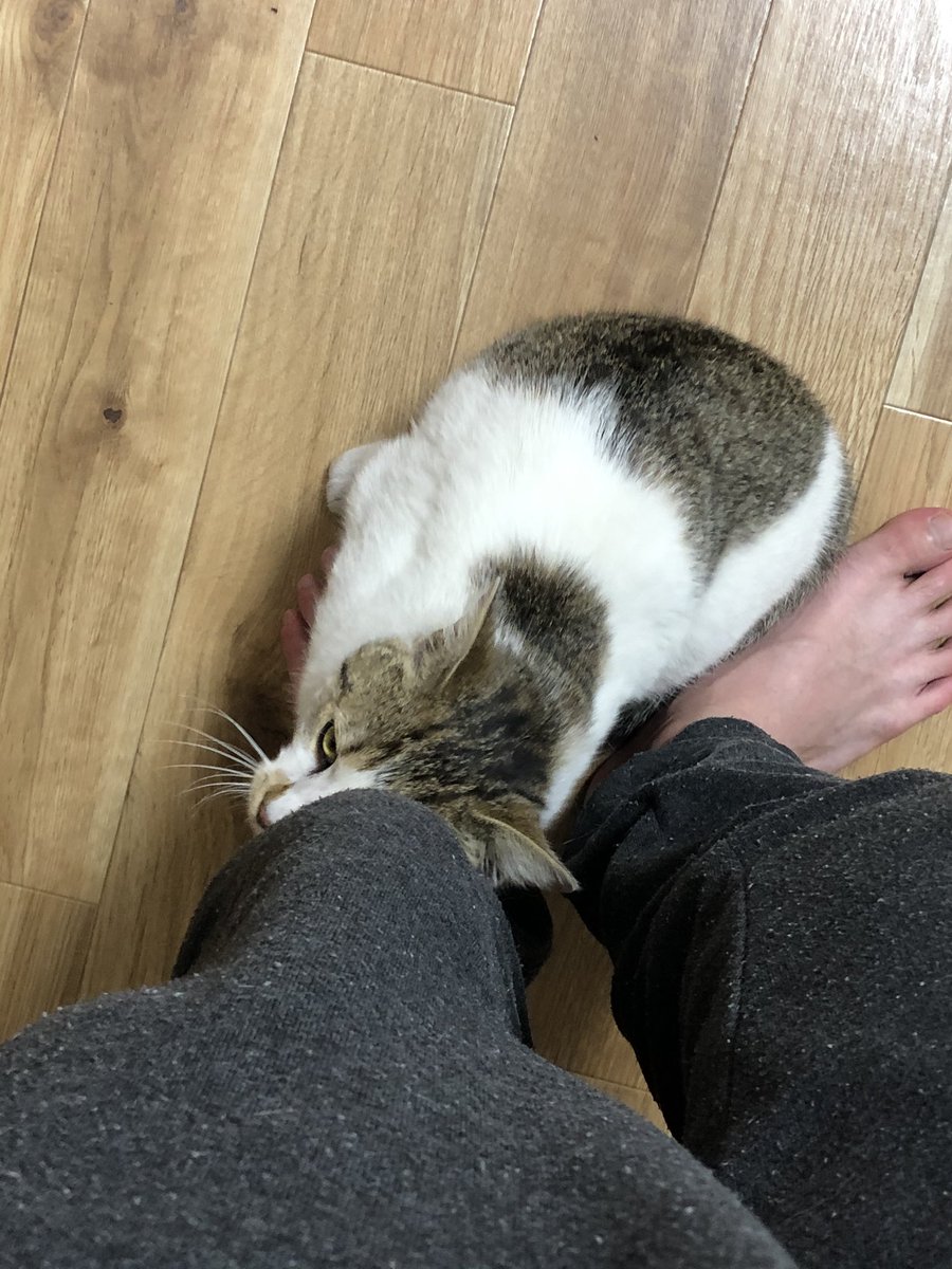 TowaTatsu's tweet photo. たぬきち君！
まさかの車に野良猫が乗ってきた！
車通りが多かったけ衝動的に連れて帰ってしまった！😂
お風呂入れてからもーすでに甘えん坊
病院も連れて行かないけんけど
これから家族3人と一匹で頑張っていこうか！😄 https://t.co/sTtMBQS9ar