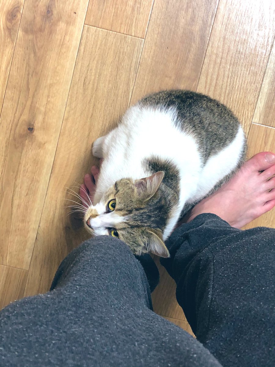 TowaTatsu's tweet photo. たぬきち君！
まさかの車に野良猫が乗ってきた！
車通りが多かったけ衝動的に連れて帰ってしまった！😂
お風呂入れてからもーすでに甘えん坊
病院も連れて行かないけんけど
これから家族3人と一匹で頑張っていこうか！😄 https://t.co/sTtMBQS9ar