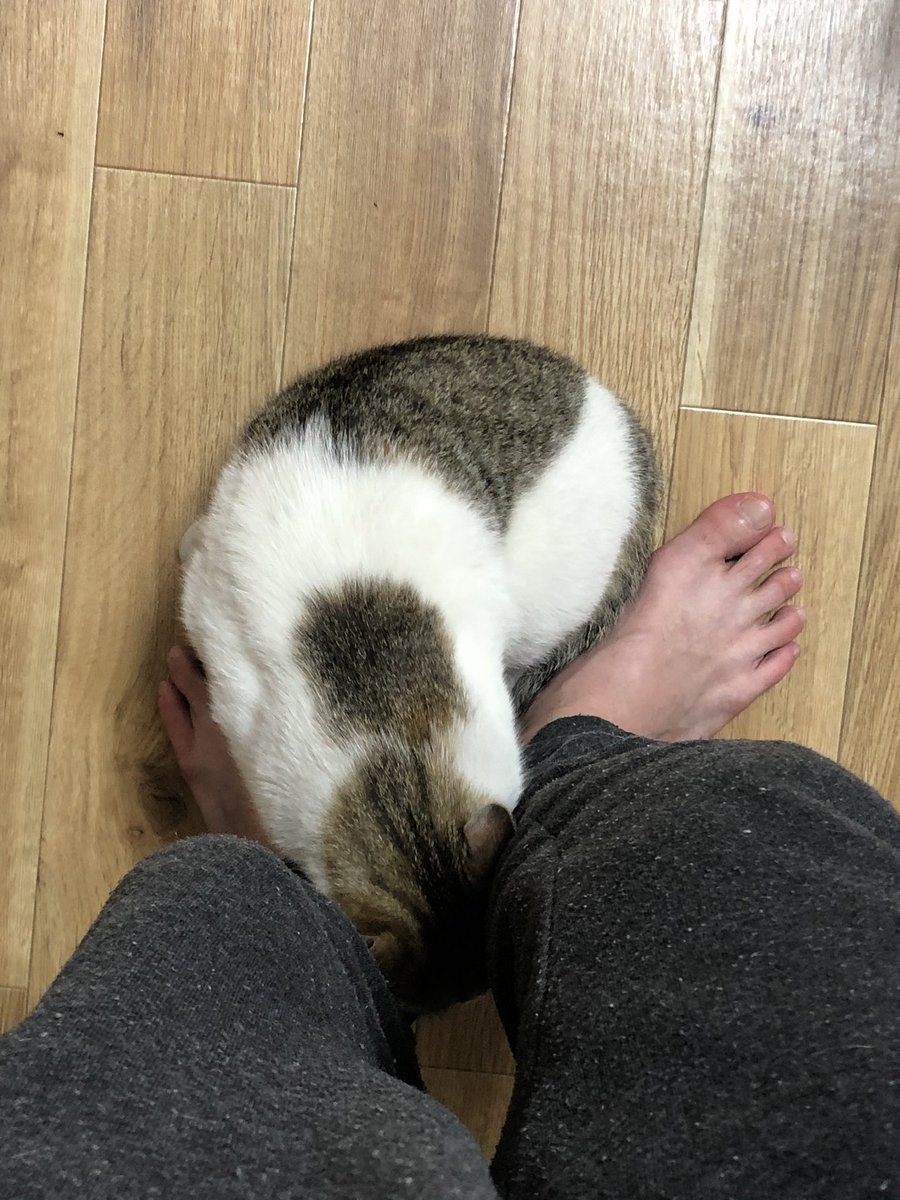 TowaTatsu's tweet photo. たぬきち君！
まさかの車に野良猫が乗ってきた！
車通りが多かったけ衝動的に連れて帰ってしまった！😂
お風呂入れてからもーすでに甘えん坊
病院も連れて行かないけんけど
これから家族3人と一匹で頑張っていこうか！😄 https://t.co/sTtMBQS9ar
