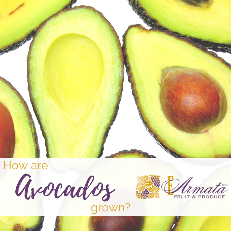 EArmataHuntsPt's tweet photo. Wondering how avocados are grown? Like other fruits, each Hass avocado is grown on a tree, where they are harvested by hand. For your avocado needs, contact E Armata Inc today!
https://t.co/VAzC7SRN7D
#EArmataInc #TriStateArea #HuntsPointMarket #NewYork #FreshProduce https://t.co/TVEKVLTJJS