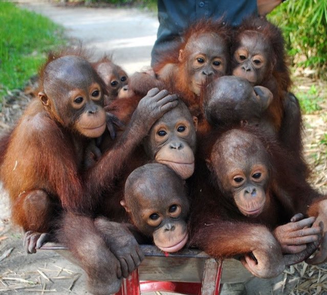 yashar's tweet photo. Palm oil orphans...these babies were supposed to spend 8-10 years with their moms before living on their own. 

All of that was taken away from them and we are all responsible for it. Palm oil is used in so many products we all use. https://t.co/Mo3YbEuLOR