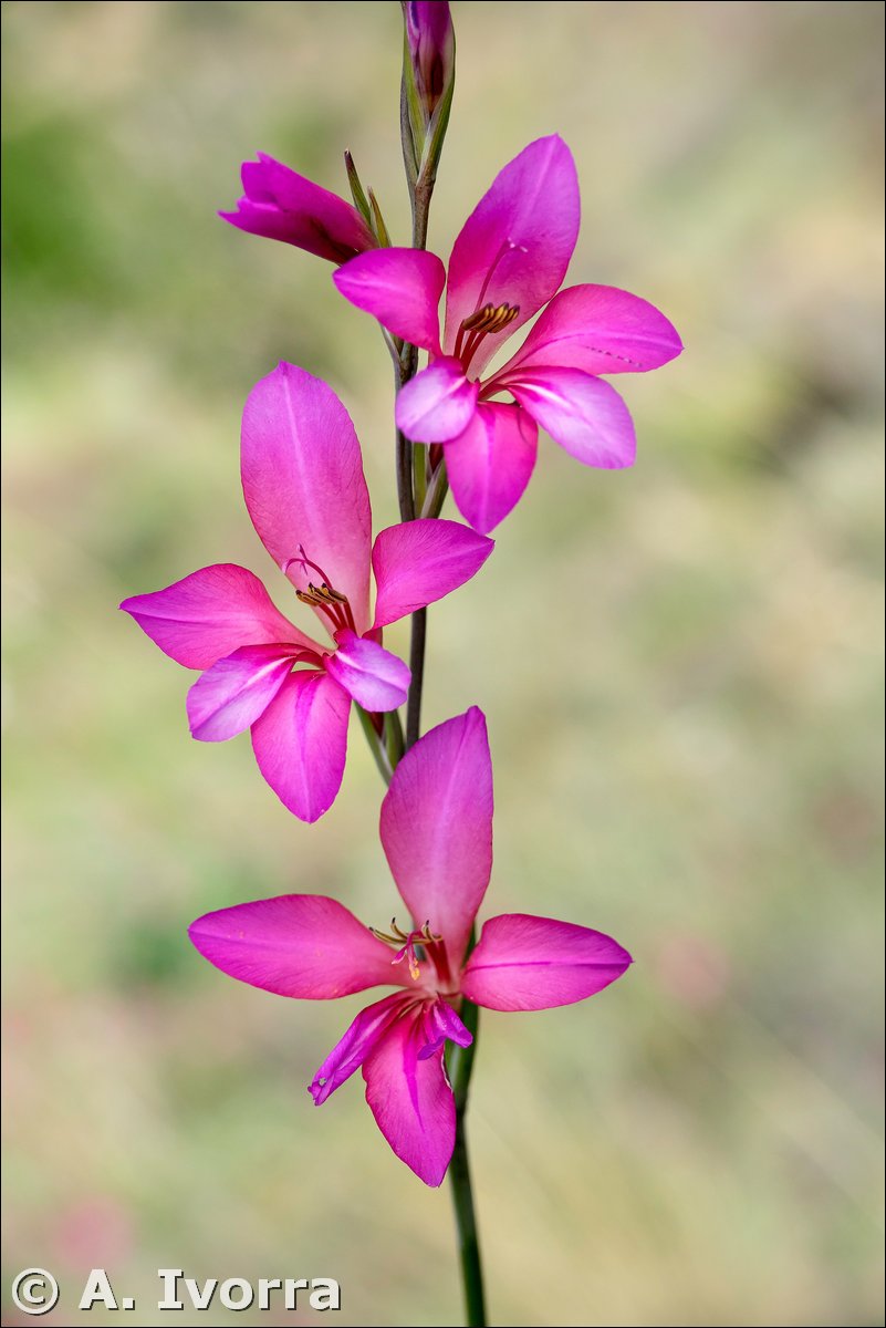 AndresIvorra's tweet photo. Gladiolus communis https://t.co/rlqv8h2kxh