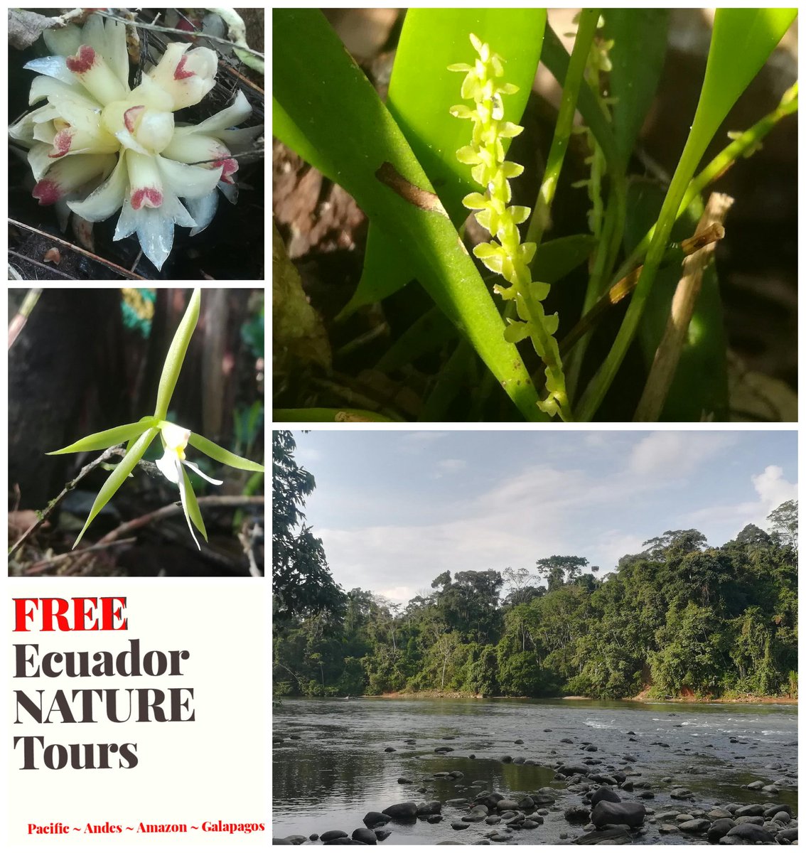 Jarol01952523's tweet photo. Ecuador Free Nature Walks🌈
.
Check some cool orchids from our last Ecuador Free Trips.
.
We went out for orchids.
.
Join next free trip to learn about Nature.
.
#Ecuador #Ecuador #orchids #orchidsec #orquidea #rt #FreeNatureToursEc #Ecuador #FreeToursEc
#Conservation #Nature https://t.co/vRWHHZgjcn