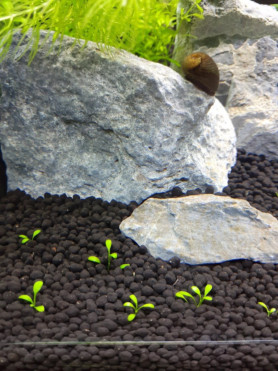 ろころこ V Twitter ニューラージパールグラスを選んだのは我が家の水質において近縁種のパールグラスが爆殖中なので近い仲間ならこれいけんじゃね と思い 葉の形はグロッソの方が好みなんだけどねー まあでもよく見たらこっちもいいね 植え方グチャグチャだけど