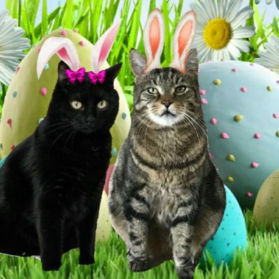 ✨Leo ✨ tweet media