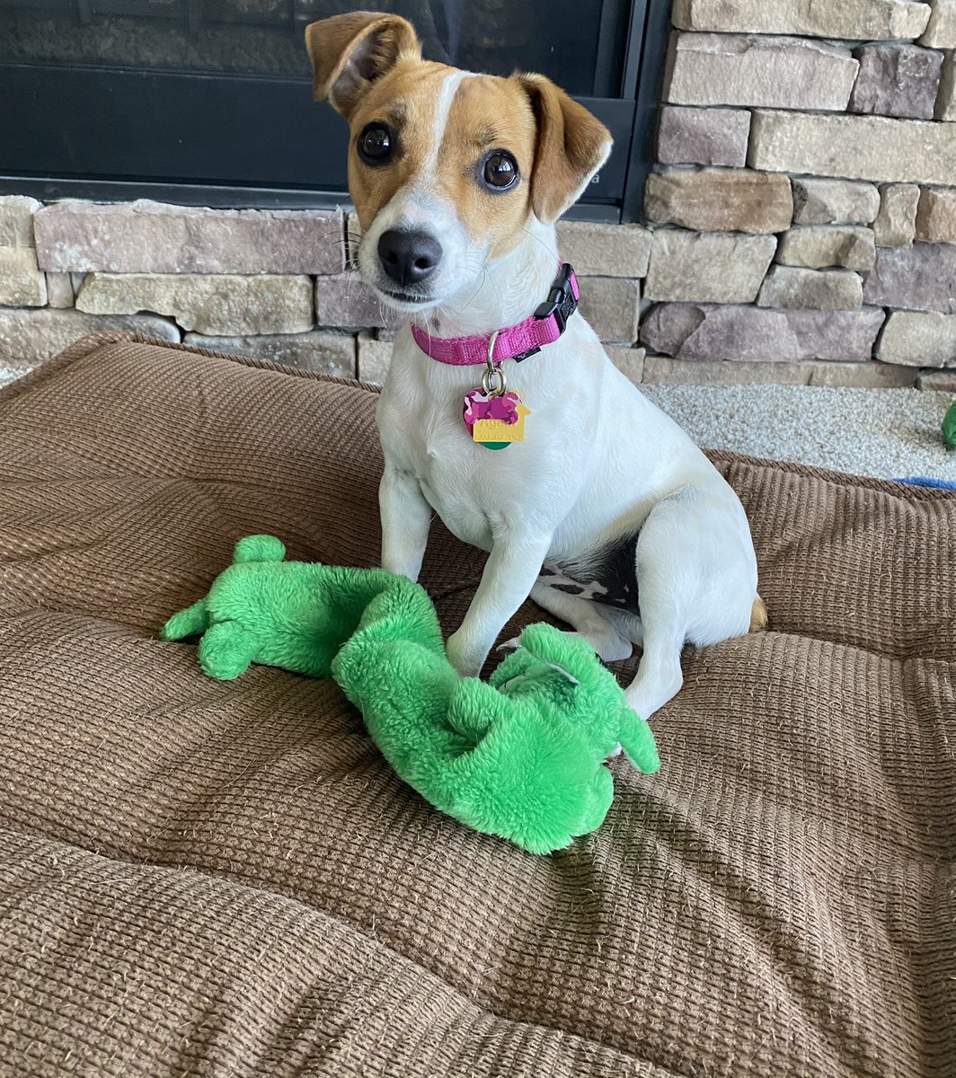 BelleLBear's tweet photo. #StuffedFrenFriday  #GreenThing 
#DogsofTwittter  Hi Pals, just me &amp; my green toy - is it a snake? Is it a worm? Not sure! 🤣💚Baby Beatrice 💚🤣 https://t.co/0kTsnEkr0S