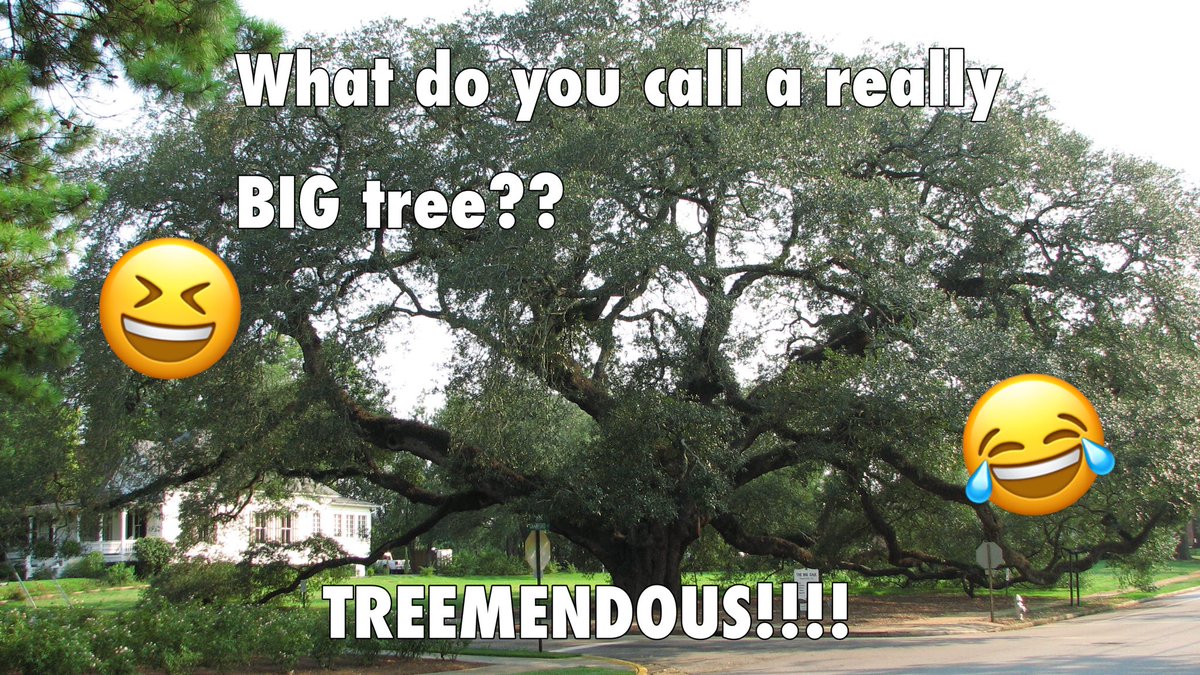 environment_bud's tweet image. Haha that pun was oak-kay 😂 #tree #treepun #funny