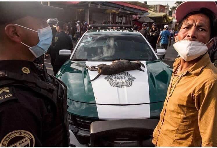 MundoPatitas's tweet photo. ¡Otra vez! @UCS_GCDMX @OHarfuch 

Policía mata perro a balazos en un operativo implementado en Tepito #CDMX, además de dejar 8 heridos, incluyendo a menores de edad. 

Fotos e info de Neto Álvarez. https://t.co/dATen6MVGd