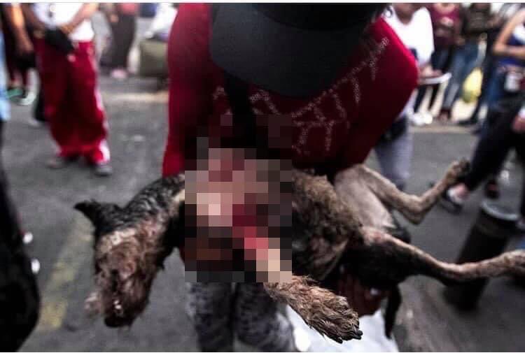 MundoPatitas's tweet photo. ¡Otra vez! @UCS_GCDMX @OHarfuch 

Policía mata perro a balazos en un operativo implementado en Tepito #CDMX, además de dejar 8 heridos, incluyendo a menores de edad. 

Fotos e info de Neto Álvarez. https://t.co/dATen6MVGd