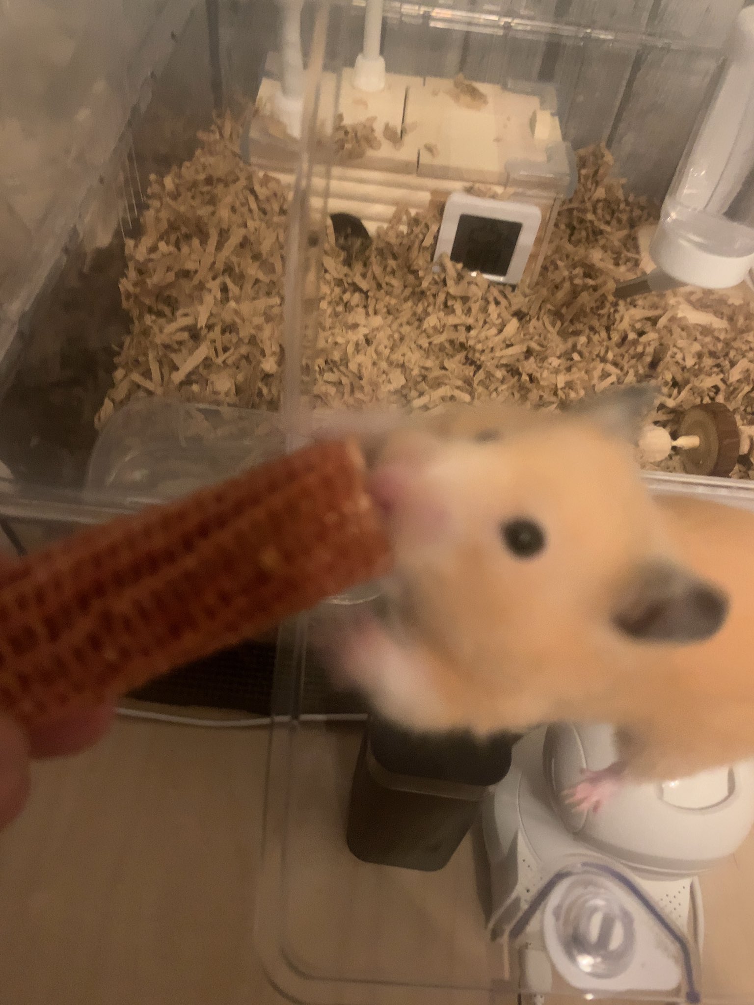 ãƒžãƒ‚ã‚«ãƒ«ãƒ©ãƒ–ãƒªãƒ¼ é‡Žç