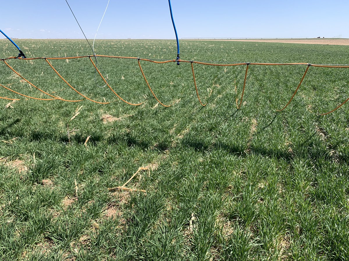 DragonLineMDI's tweet photo. Wheat crop being raised with our new Hybrid Winch System on 30 inch spacing. Ground has 4+ feet of profile and is looking great! This system is 250 gallons per minute. #Dragonline #irrigation #agriculture #wheat https://t.co/TYj5wKX893