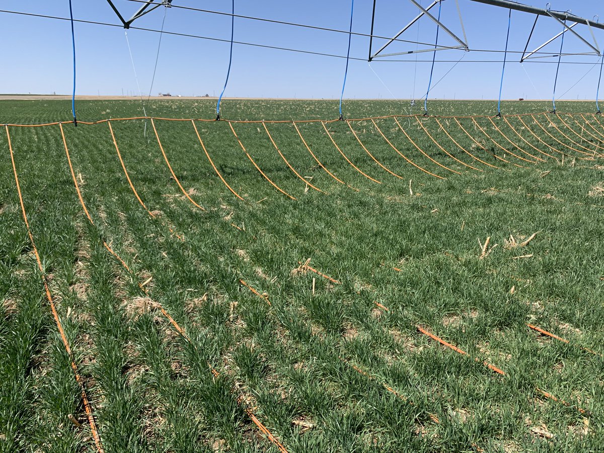 DragonLineMDI's tweet photo. Wheat crop being raised with our new Hybrid Winch System on 30 inch spacing. Ground has 4+ feet of profile and is looking great! This system is 250 gallons per minute. #Dragonline #irrigation #agriculture #wheat https://t.co/TYj5wKX893