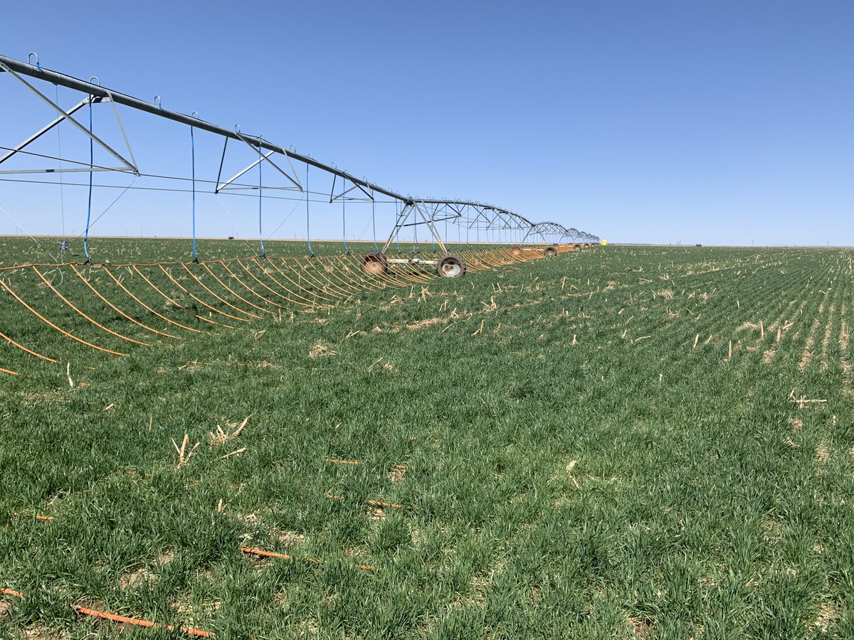 DragonLineMDI's tweet photo. Wheat crop being raised with our new Hybrid Winch System on 30 inch spacing. Ground has 4+ feet of profile and is looking great! This system is 250 gallons per minute. #Dragonline #irrigation #agriculture #wheat https://t.co/TYj5wKX893