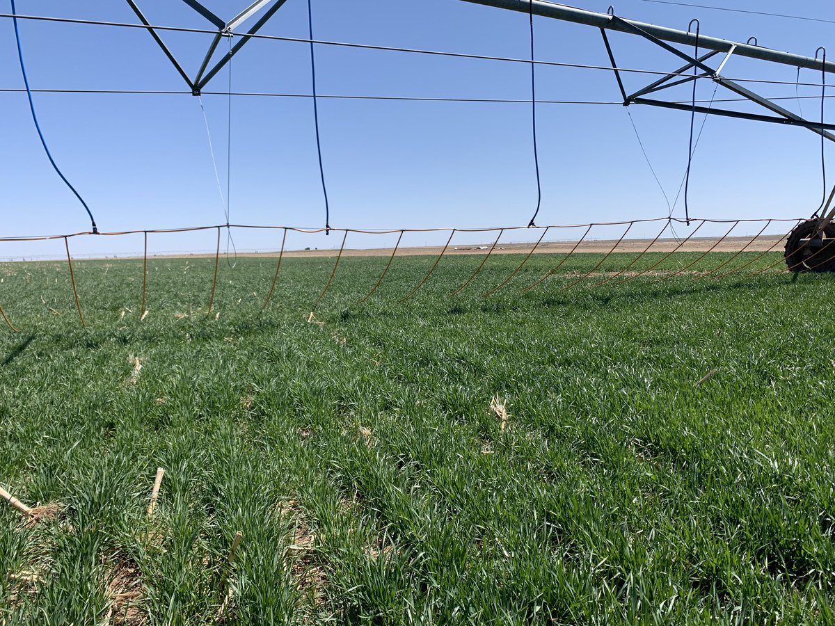 DragonLineMDI's tweet photo. Wheat crop being raised with our new Hybrid Winch System on 30 inch spacing. Ground has 4+ feet of profile and is looking great! This system is 250 gallons per minute. #Dragonline #irrigation #agriculture #wheat https://t.co/TYj5wKX893