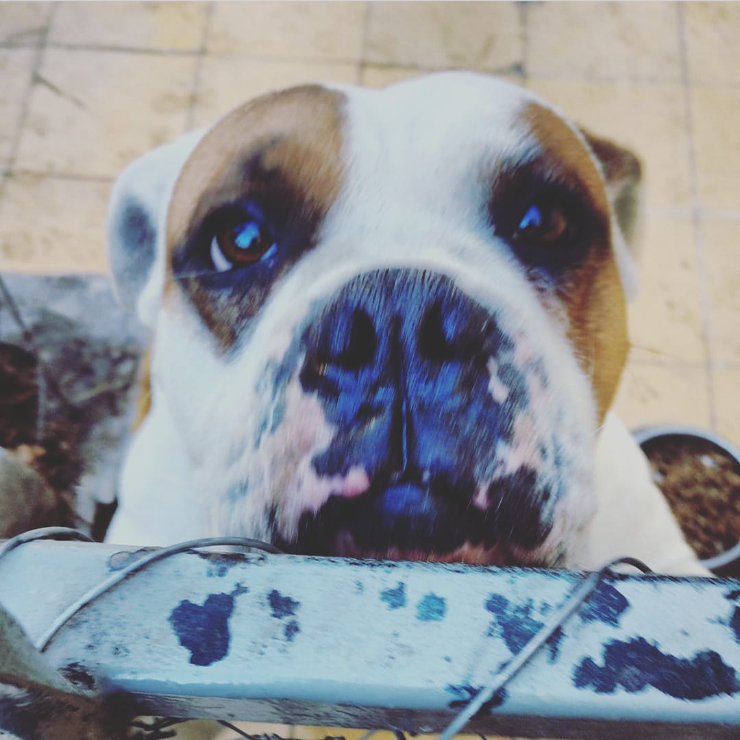 Hctor564's tweet photo. El amor se mide en años perro , descansa en paz mi Max ,12 años de amistad #MiMax #MiCompa https://t.co/tpLaRkYNdD