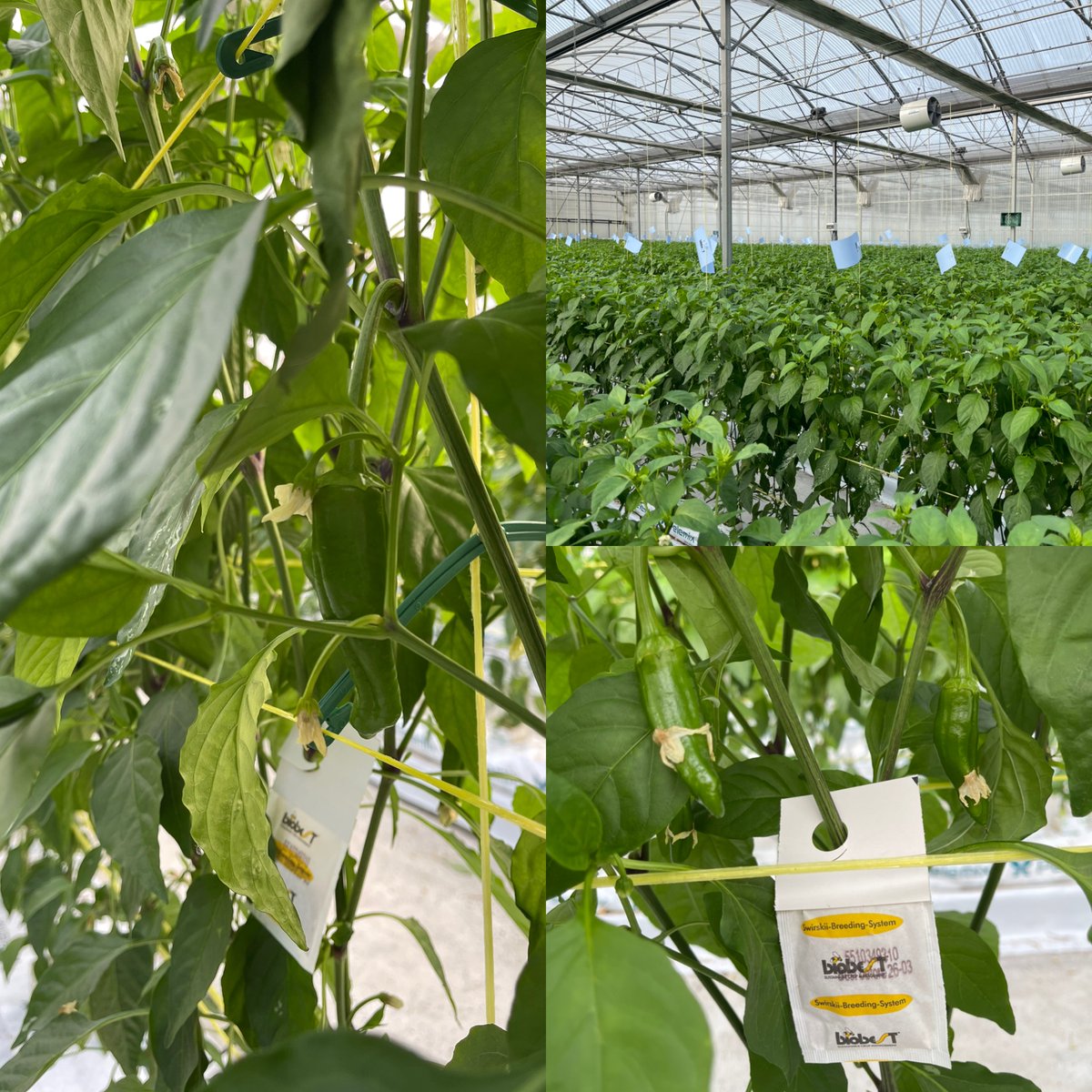 [EU]Gernikako piper landaketa. Fauna lagungarria eta tranpa kromatikoak (trips).
[ES] Cultivo de Pimiento de Gernika.  Fauna auxiliar y trampas cromáticas (trips). #euskolabel #euskalbaserri #gernikakopiperra #pimientodegernika