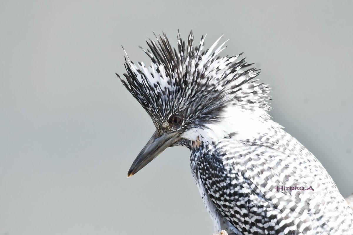 hiro_motan's tweet photo. ヤマちゃん♂
なかなかエモノ取れない💦
がんばれ!!
#beautiful_bird
#wild_bird
#birder
#nature
#beautiful_nature
#king_bird
#cool_shot
#best_shot
#amazing_shot
#bird_capture
#best_bird_shot
#bird_brilliance
#nutsaboutbirds
#birding
#birdphoto
#bird_watchers_dairly
#g_birds https://t.co/EELcwvmJNJ