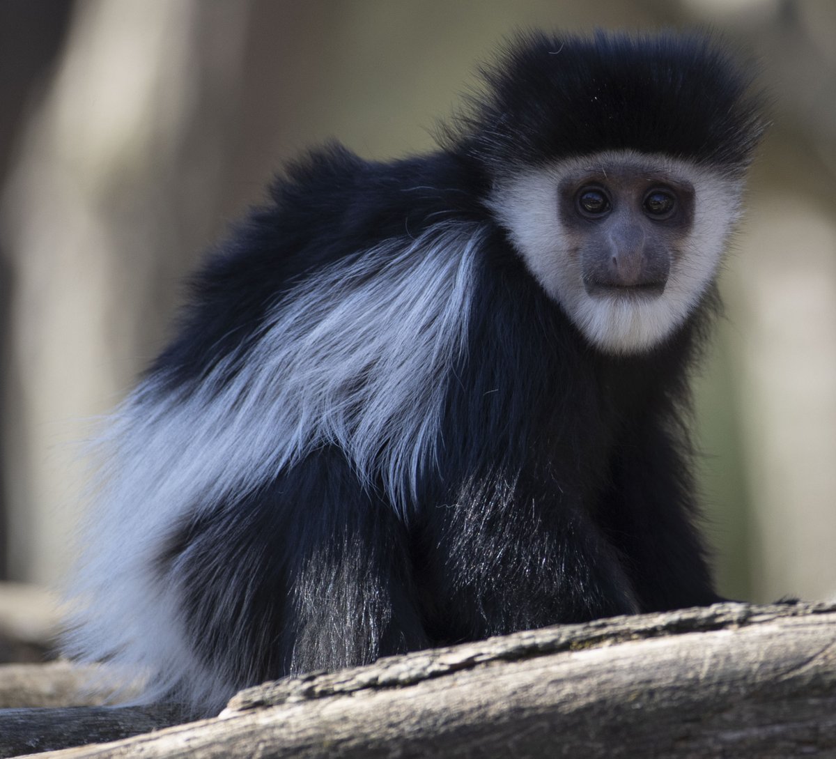 zoobeauval's tweet photo. Nés les 18 septembre et 26 décembre, nos petits #colobes guéréza continuent leur belle croissance ! 🥰 https://t.co/3fRu4B1gkS