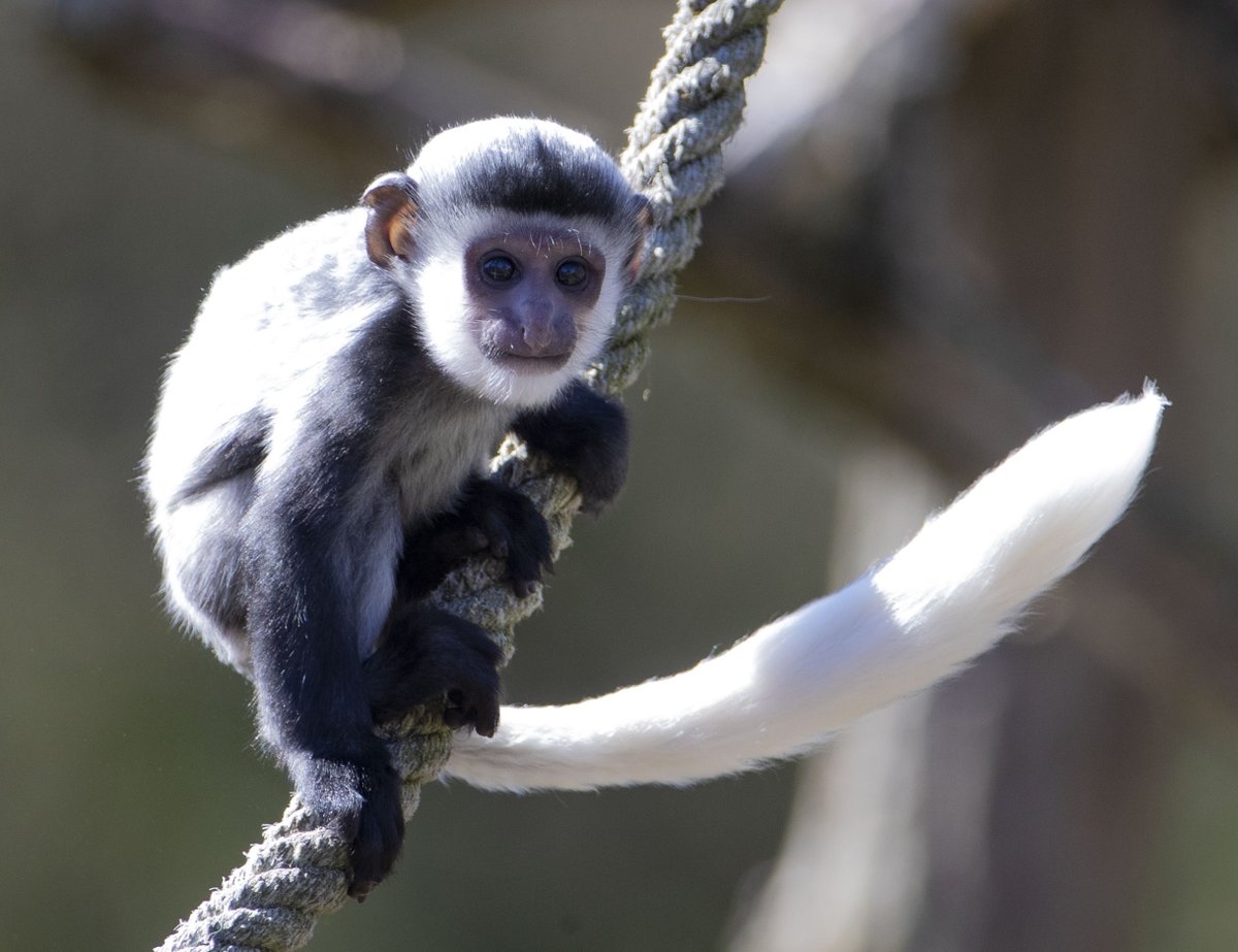 zoobeauval's tweet photo. Nés les 18 septembre et 26 décembre, nos petits #colobes guéréza continuent leur belle croissance ! 🥰 https://t.co/3fRu4B1gkS