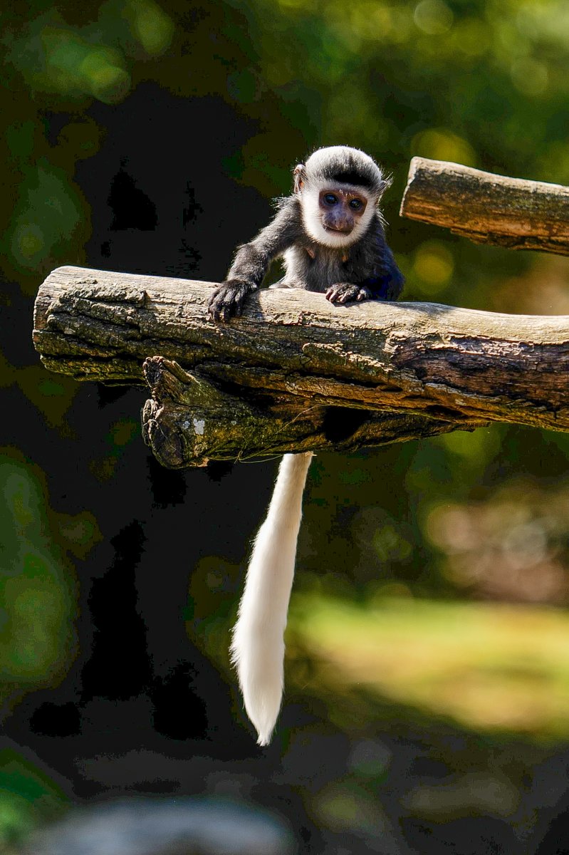 zoobeauval's tweet photo. Nés les 18 septembre et 26 décembre, nos petits #colobes guéréza continuent leur belle croissance ! 🥰 https://t.co/3fRu4B1gkS