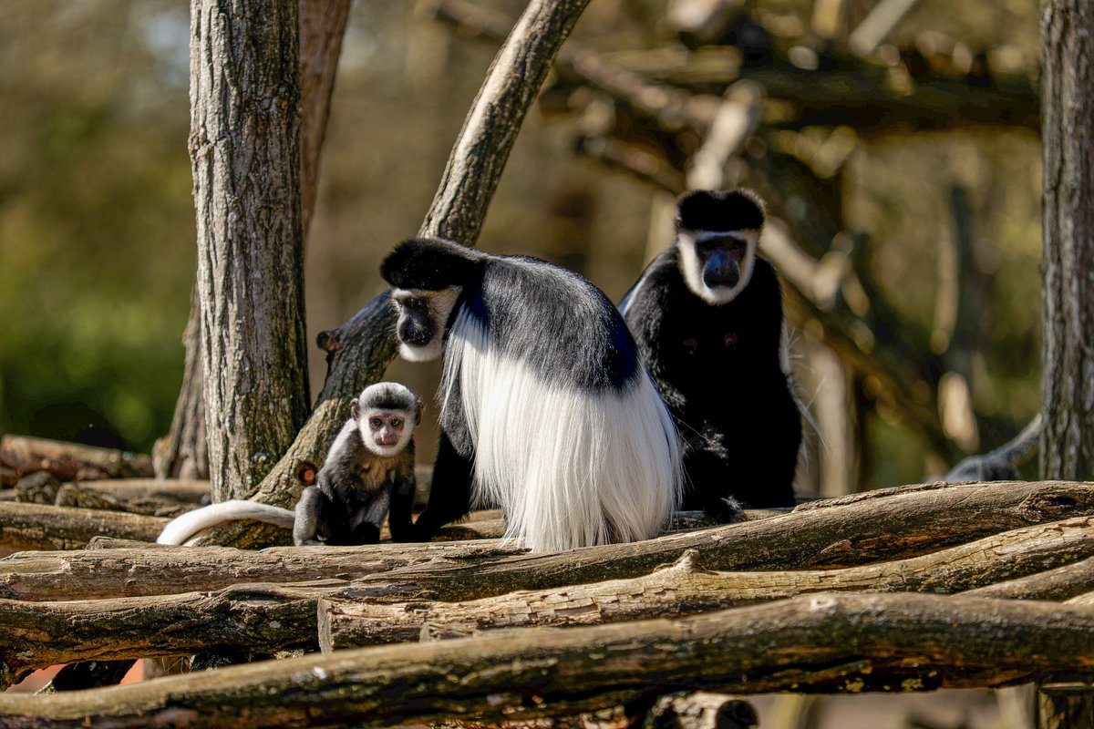 zoobeauval's tweet photo. Nés les 18 septembre et 26 décembre, nos petits #colobes guéréza continuent leur belle croissance ! 🥰 https://t.co/3fRu4B1gkS