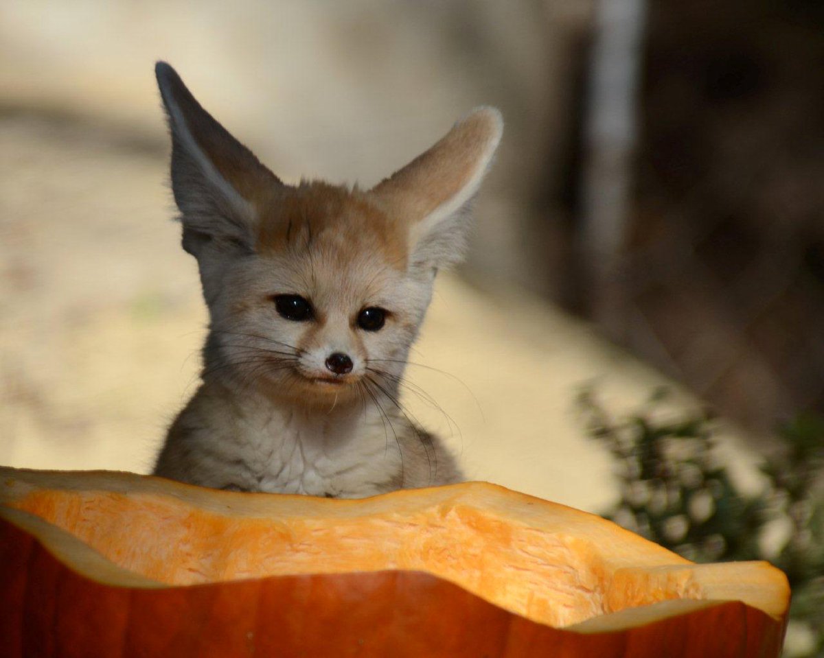 Newborn Fennec Fox