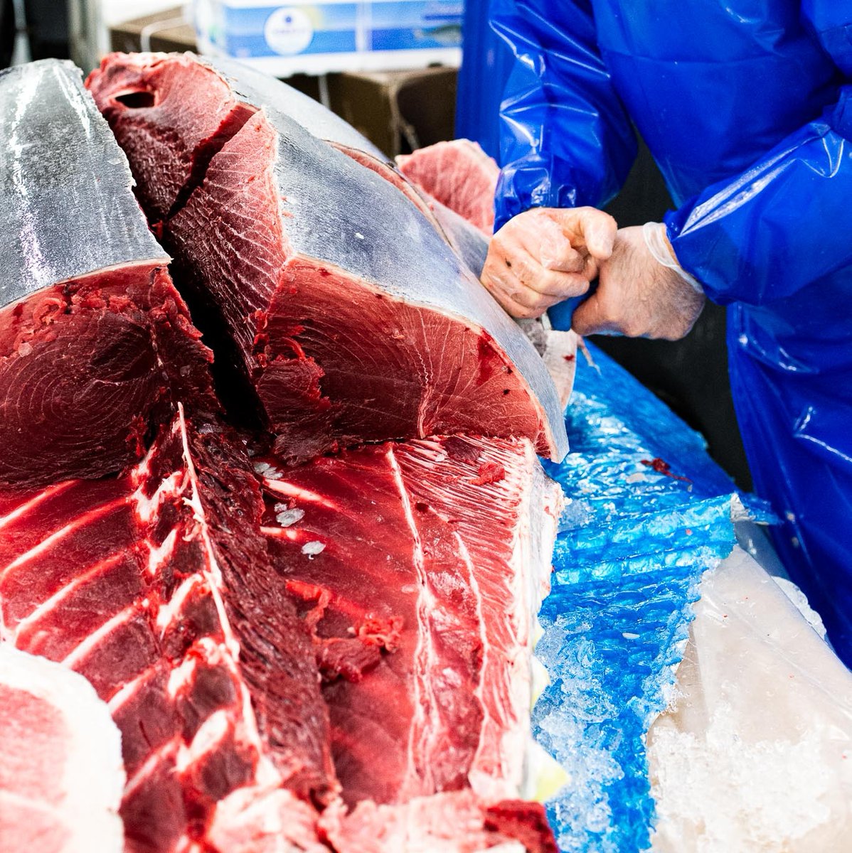 Tuna Cutting Time🐟 ⚔️⁠
------------⁠
#yellowfin #deepseafishing #shellfishtoronto #seacoreseafood #seafooddepot #wholesalestore #wholesaleonline #torontoseafood #seafoodto #tunafish #fishmonger #freshfish #tunasteak #tunasashimi #whoa #bigfish #seafoodie #fishing🐟