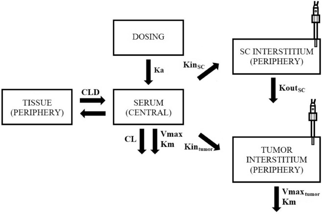 JPharmSciences's tweet photo. Pharmacokinetics and Determination of Tumor Interstitial Distribution of a Therapeutic Monoclonal Antibody Using Large-Pore Microdialysis https://t.co/B5jzq4DALt https://t.co/WZnlSk4tpn