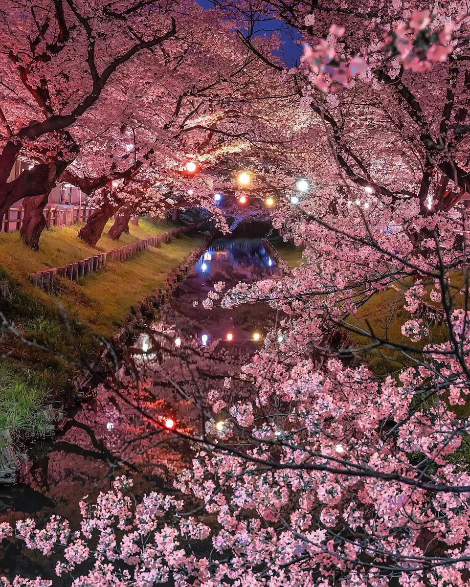 OfficialPLT's tweet photo. Spring in Japan 🌸🌷 https://t.co/XZfGijXa4w