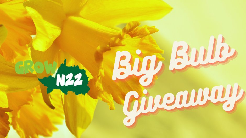 grow_n22's tweet image. 🚨 Competition time! 

It’s @EnjoyWoodGreen &amp;amp; GrowN22’s Big Bulb Giveaway! 

🌼To win free bulbs for your greenspace, RT this tweet &amp;amp; follow @grow_N22 before Saturday midnight!

#BigBulbGiveawayN22 #LibraryGarden

For more info on the Big Bulb Giveaway: grown22.com/bulbgiveaway