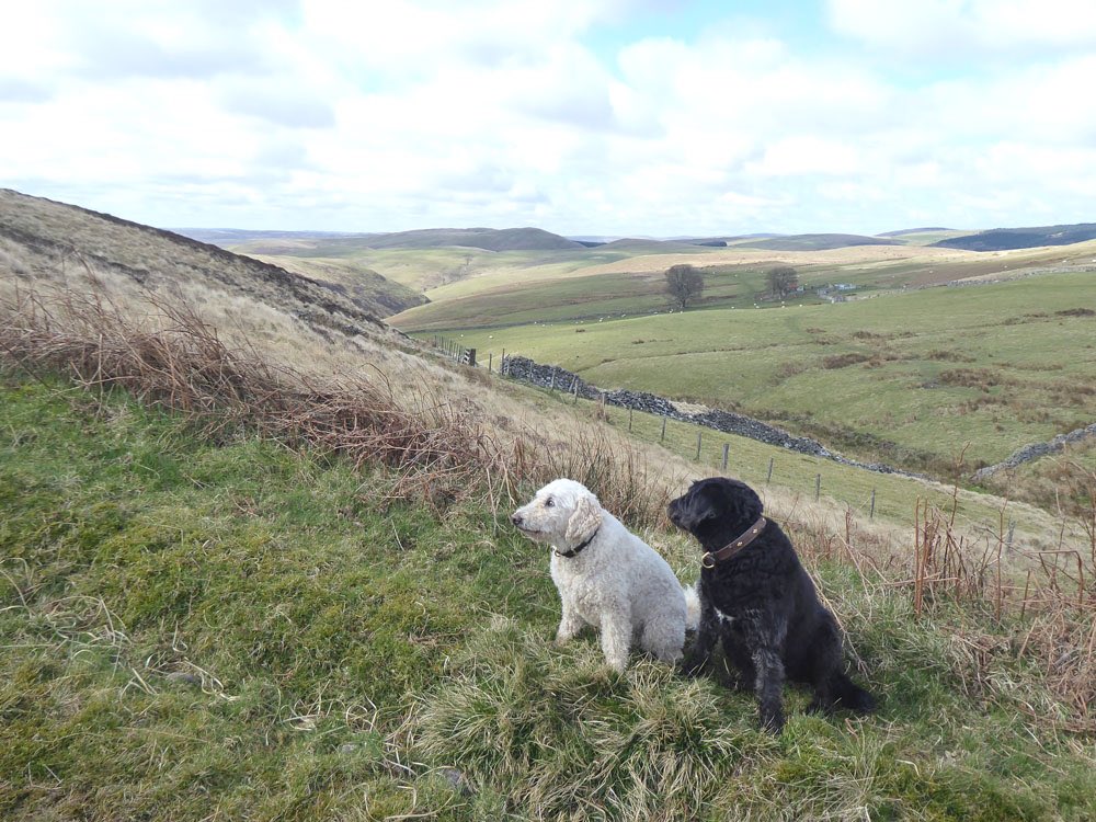 Thehenlady's tweet photo. The sunshine belied the bitterly cold north wind today in #Northumberland - but at least it wasn’t snowing (that’s forecast next week ...😦) #slowspring https://t.co/u38IY4i9K2