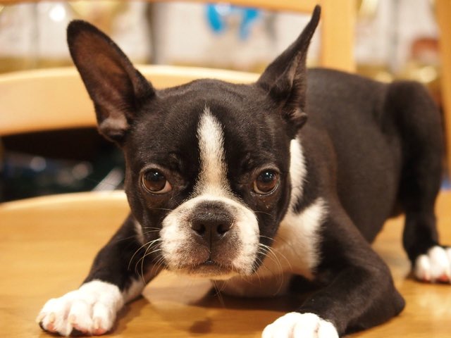 なおき A Twitter ボストンテリア飼ってイギーって名前つけてやりてえ なおき A Twitter ボストンテリア飼ってイギーって名前つけてやりてえ