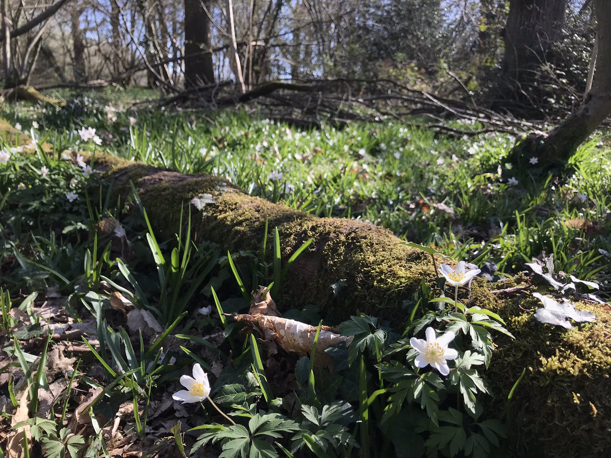 environmentmats's tweet photo. The wood anemones are here and the bluebells are close in my #favorite wood. #springishere 😍 https://t.co/vpqLNLvW06