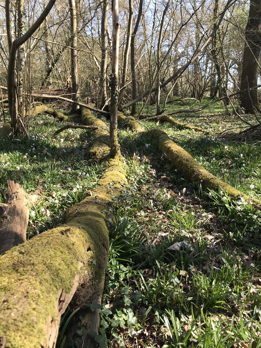 environmentmats's tweet photo. The wood anemones are here and the bluebells are close in my #favorite wood. #springishere 😍 https://t.co/vpqLNLvW06