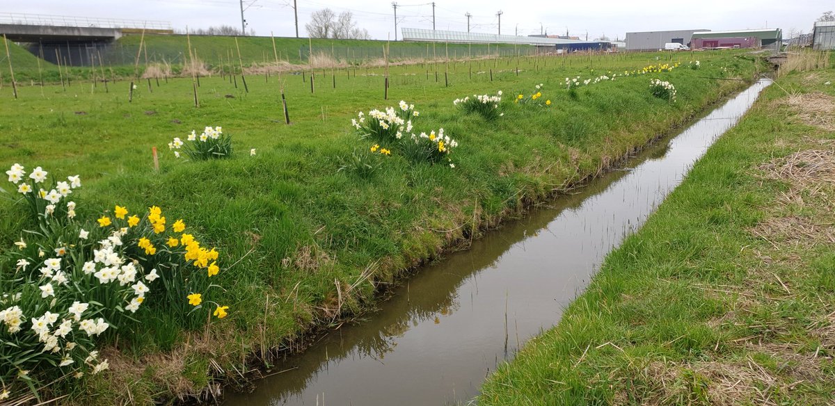hbvlinderstrik's tweet photo. Vandaag bij @hbvlinderstrik aanplant van de #houtwal en diverse groenten. #Teeltplan 2021, ons 2e plantseizoen.🇳🇱 https://t.co/lSi1HcoNeH