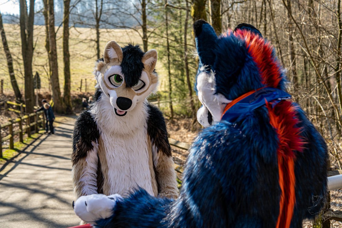 Would you come here for a snug? I'm waiting for you 😊 <a href="/Tawiwolf/">Tawi</a> 
Happy #FursuitFriday 

👔 <a href="/WaggeryCos/">Waggery Costumes</a>
📷 <a href="/fur_nerox/">Nerox</a> &amp; <a href="/FurJorden/">Jorden</a>
