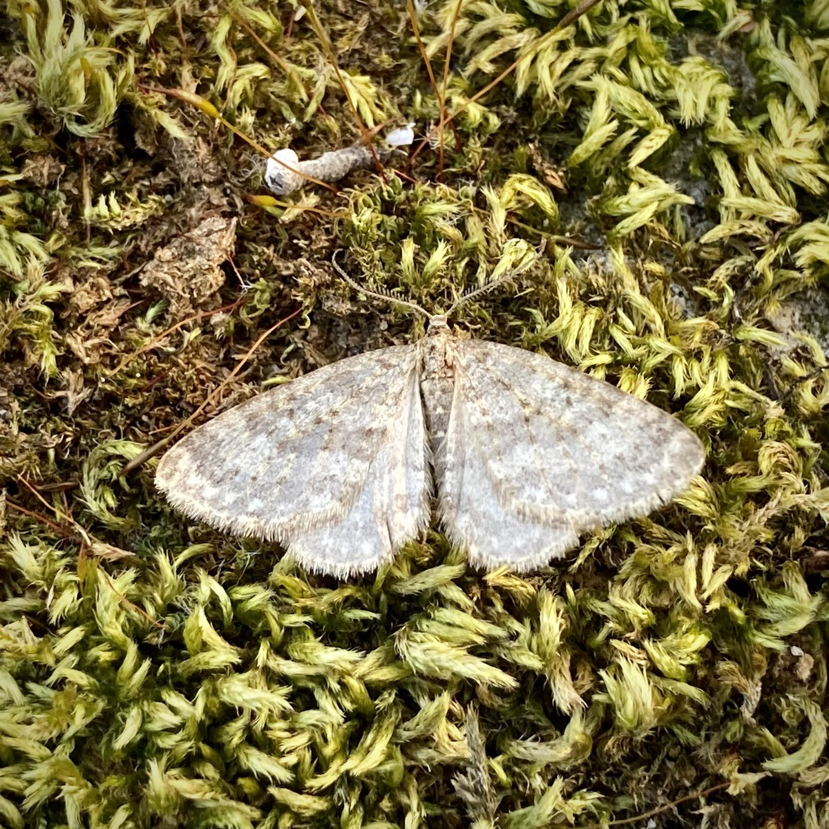 The mothing season opens at Healey VC65 with Grey Shoulder-knot, Oak Beauty and Mottled Grey. 36 moths of 11 species. <a href="/JillWarwick/">Jill Warwick</a> <a href="/DoubleKidney/">Charles Fletcher</a>