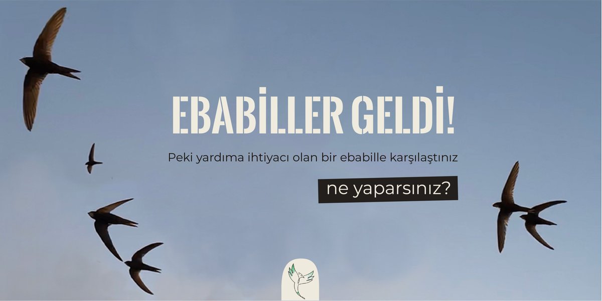 SimurgKusYuvasi's tweet photo. Ebabiller Ankara’da! Pazar günü Mogan
Gölü’nde 2 ebabili, ev kırlangıçlarının arasında
gözlemledik.
Peki yardıma muhtaç bir ebabil bulursanız? 👇
https://t.co/w1pxkkAHMJ
#Ebabil #CommonSwift #AkKarınlıEbabil #AlpineSwift #BozEbabil #PallidSwift #KüçükEbabil #LittleSwift https://t.co/Mqrw6o4Mhe