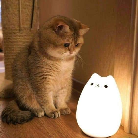 gatitos_qctd's tweet photo. https://t.co/qmWOi1810o