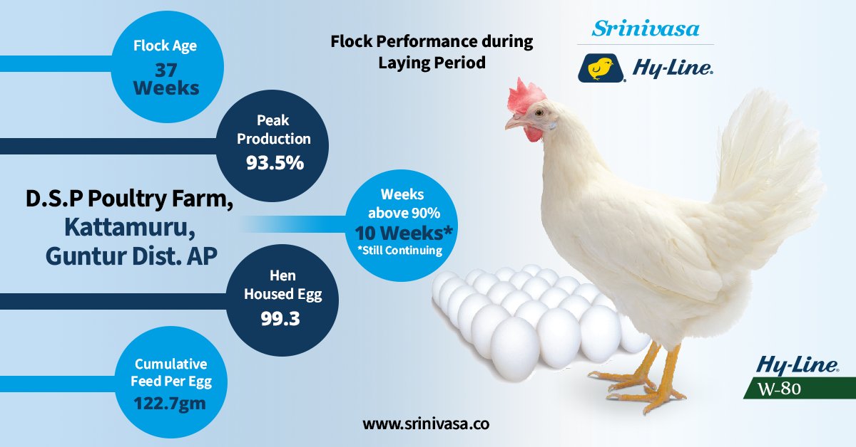 srinivasa_farms's tweet photo. Hy-Line W-80 a Robust, Strong and Consistent Performer!
#Hyline W80 commercial layers are more efficient in producing more #eggs with less feed and great performance. The Impeccable record of high productivity of over 90% with consistency bears the testimony!
#SrinivasaFarms https://t.co/BxYk0dEVOs