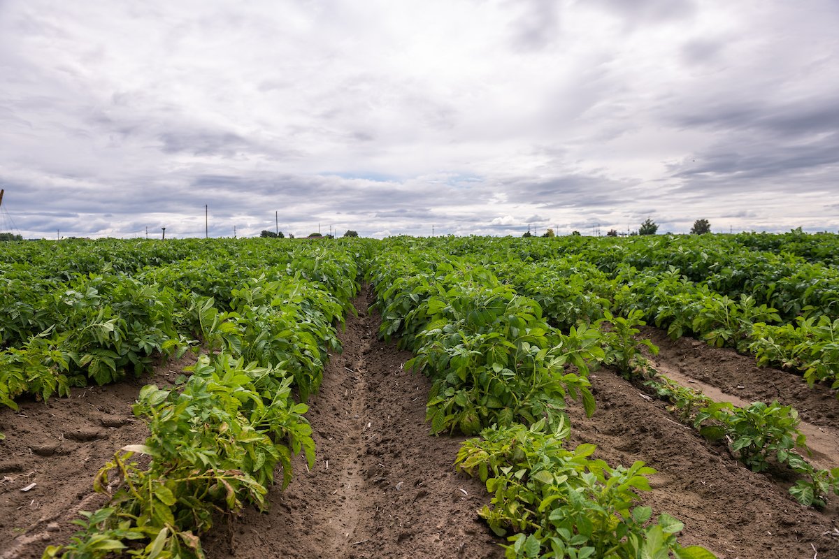 uidaho's tweet photo. Did you know? McDonalds chose the Clearwater Russet — developed by Vandals at the University of Idaho — as a potato variety to use in their famous French fries? #FunFact #NationalTaterDay https://t.co/1AENcXRNsk