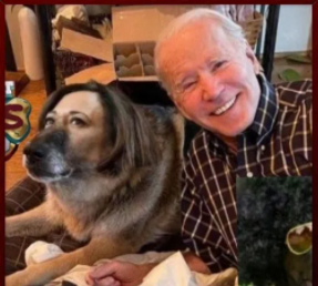 DannyMack100's tweet photo. @ArtValley818_ Figured tou may get a laugh from this. There has been another
Dog Bite at the White House! https://t.co/HUtXJcebh6