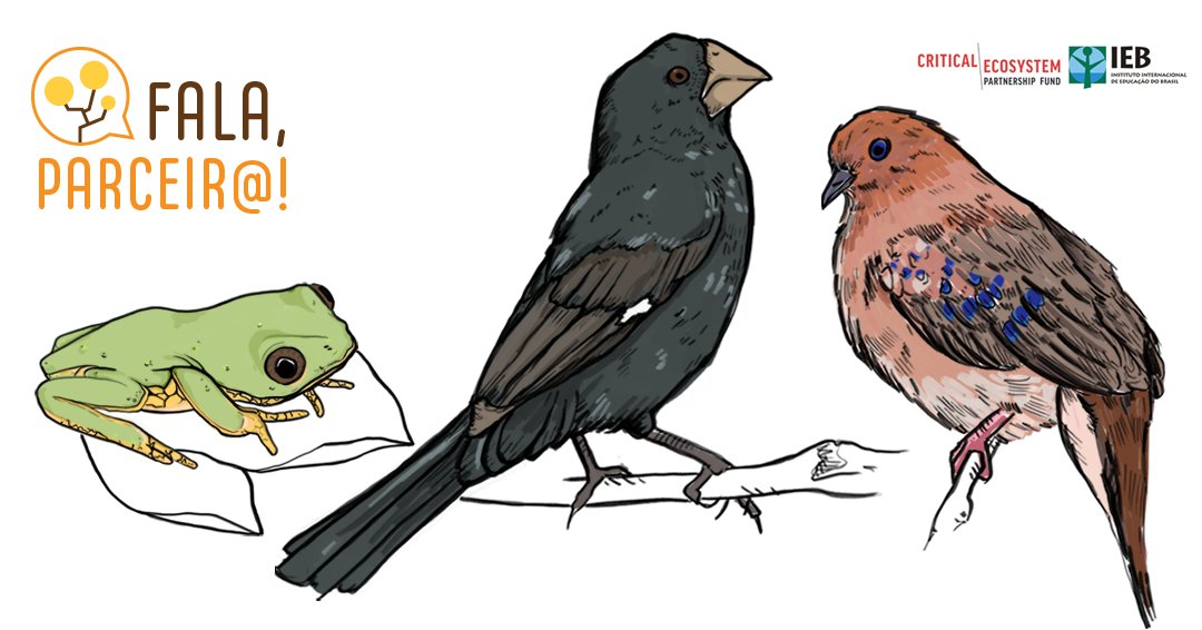 cepfcerrado's tweet photo. Na 4a edição do Fala, Parceir@ confira as vitórias de projetos que reintroduziram na natureza aves quase extintas no #Cerrado. Escute também um podcast especial sobre como as RPPNs contribuem para a proteção de espécies ameaçadas.
🐸🐦Vem com a gente aqui no fio!
#CEPFCerrado https://t.co/4dll2Sw0UO
