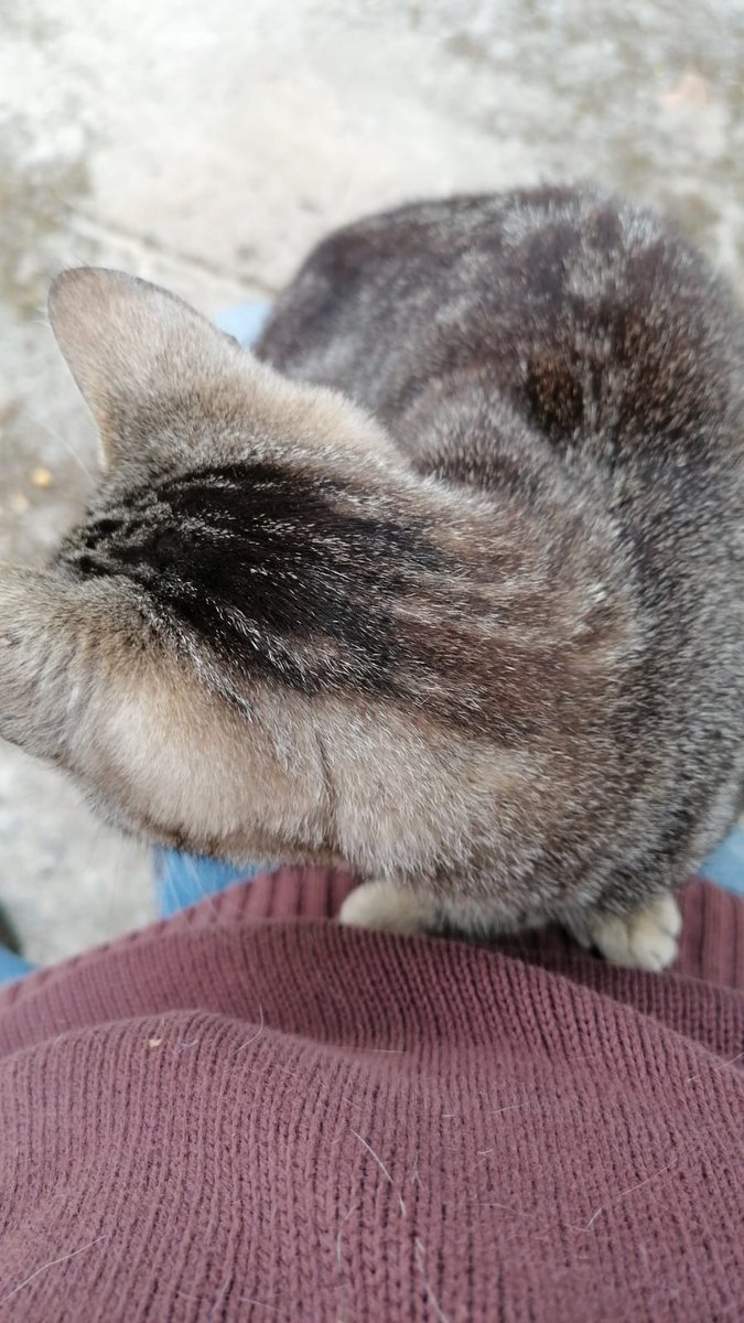 Noelia_db_8's tweet photo. Este gatito ha llegado a mi campo y yo no puedo quedármelo.
Está ciego, si alguien puede cuidarlo que me escriba, gracias.
Difusión pls 🙏 https://t.co/TAmYJRN3aA