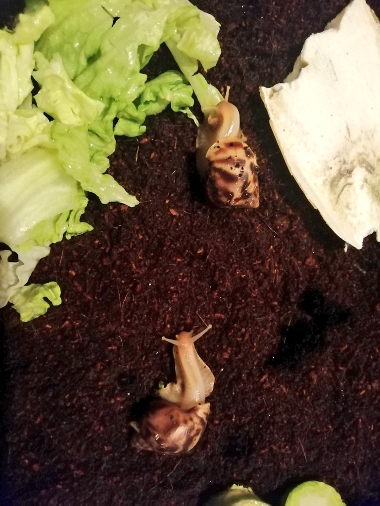 GoWildForBees's tweet photo. Update on Barry and Elton they have been moved safely and eating heartily of the lettuce ππ #snails #shellbabies #giantafricanlandsnails #snel #baby https://t.co/fc935k9QzG
