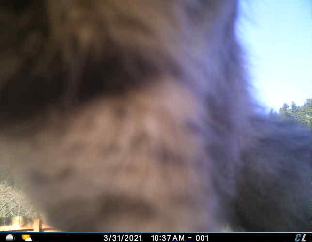 UOsquirrelbot's tweet photo. A squirrel was on the fence at around 10:50 on 03/31/2021 image 2/2 https://t.co/ycUZ294Jml